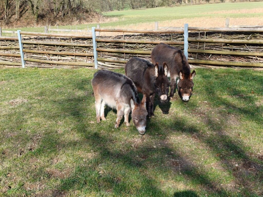 1-34-27.02.2026 (3 Männer)